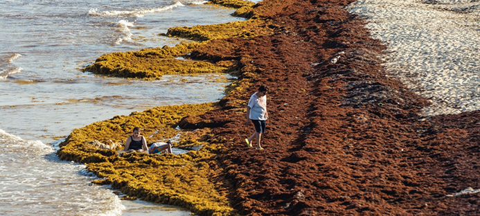 Como o fósforo e o reflorestamento estão redefinindo a sustentabilidade?
