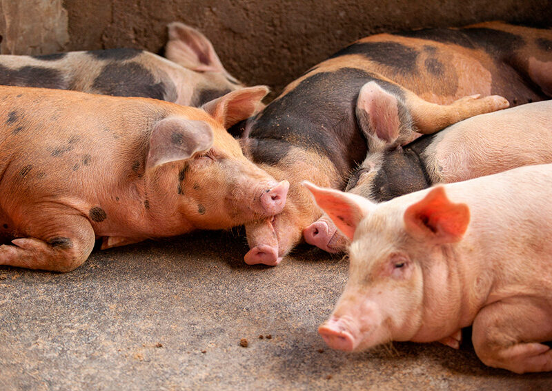 Após anos de diálogo, Frimesa anuncia adoção do sistema “Cobre e Solta” para novos projetos e avança no bem-estar de porcas reprodutoras